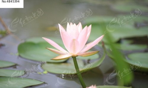 小叶增生适合喝什么中药茶饮专区_小叶增生不能吃什么食物专区_小叶增生病人不能用的中药网
