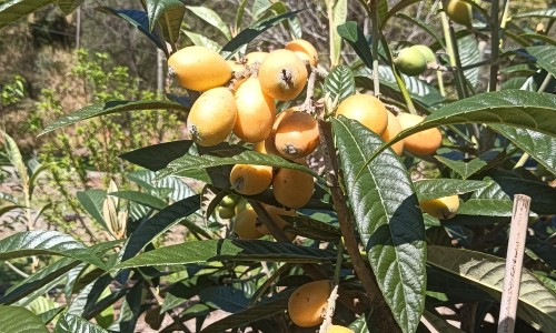 小叶增生不能吃的水果-小叶增生适合喝什么中药茶饮专区_小叶增生不能吃什么食物专区_小叶增生病人不能用的中药网